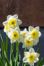 水仙花