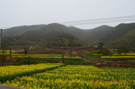 汉中油菜花