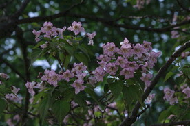 楸树花