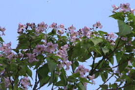 楸树花 