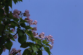 楸树花 