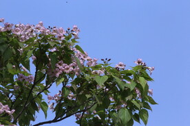 楸树花