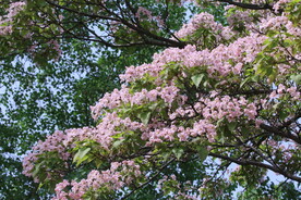 楸树花 