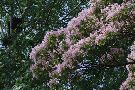 楸树花