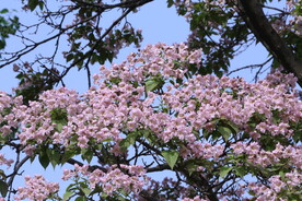 楸树花 