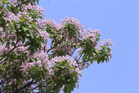 楸树花