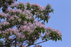 楸树花 