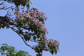 楸树花