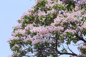 楸树花