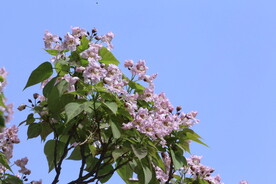 楸树花
