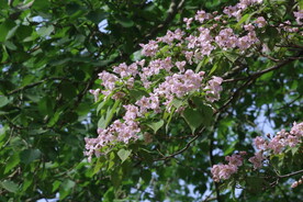楸树花 