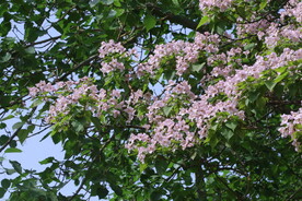 楸树花 