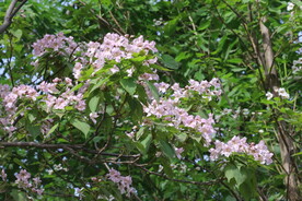 楸树花 