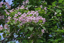 楸树花 