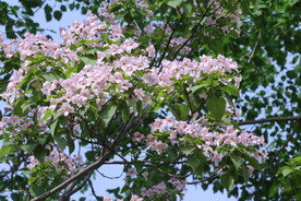 楸树花 