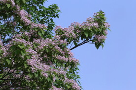 楸树花