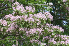 楸树花