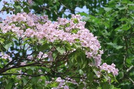 楸树花