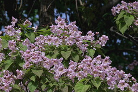 楸树花 
