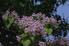 楸树花