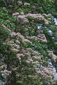 楸树花