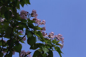 楸树花 