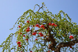 榆树花 