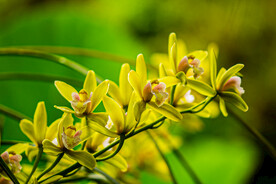 唯美兰花