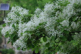流苏树花