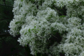 流苏树花 