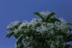 流苏树花 