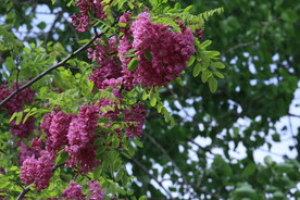 紫槐花 