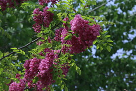 紫槐花