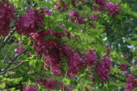 紫槐花 