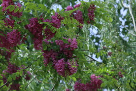 紫槐花 