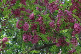紫槐花 