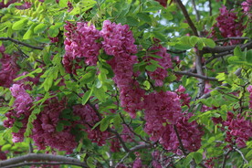 紫槐花
