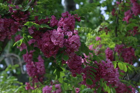 紫槐花