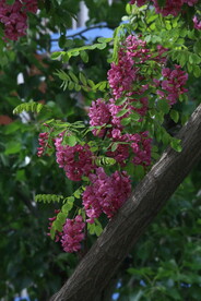 紫槐花 