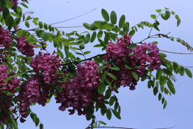 紫槐花 