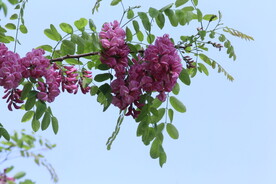 紫槐花