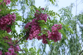 紫槐花 