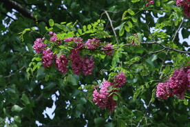紫槐花 
