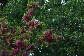紫槐花 