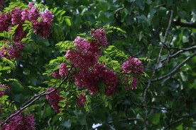 紫槐花 