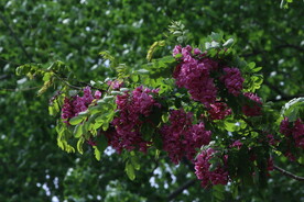 紫槐花