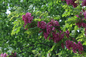 紫槐花 