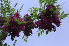 紫槐花 