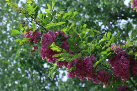 紫槐花