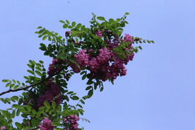 紫槐花 